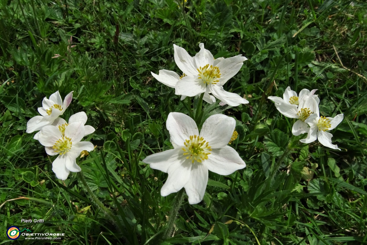 57 Anemone narcissino (Anemone narcissiflora).JPG